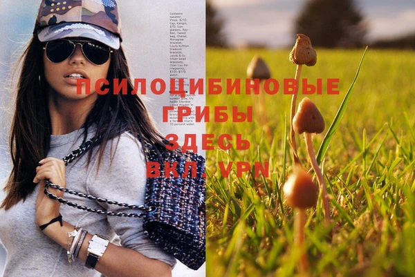 сатива Надым